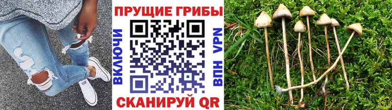 Псилоцибиновые грибы GOLDEN TEACHER  закладка  MEGA онион  Тольятти 